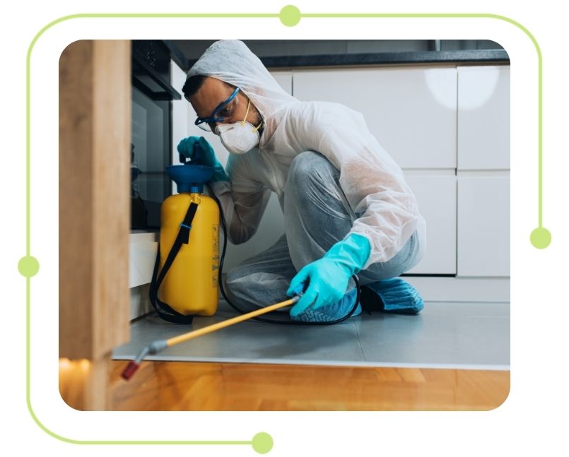 Pest Control in Brisbane