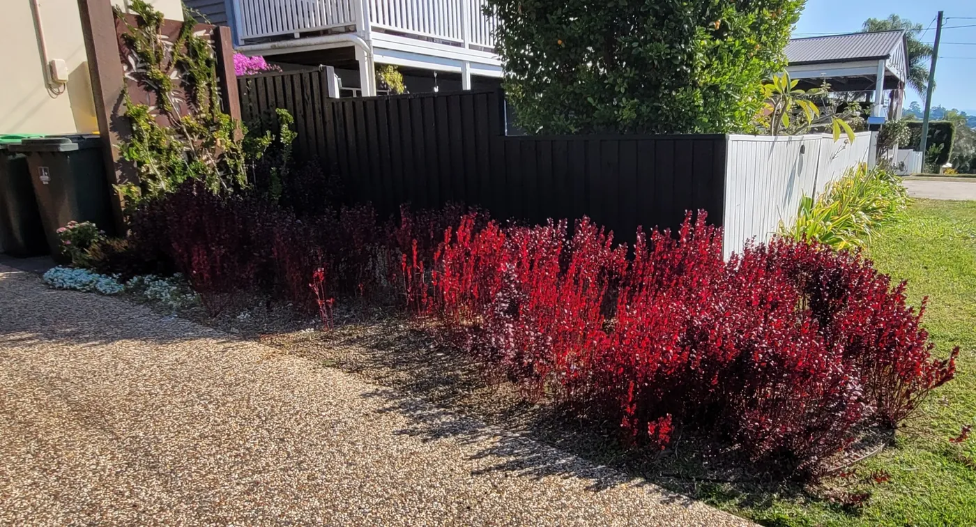 Landscaped Brisbane garden by Aaron's Mowing