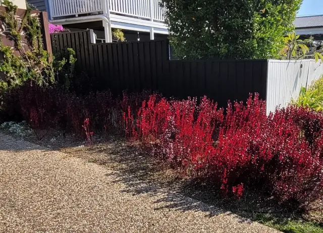 Recent lawn and garden work by Aaron's Mowing in Brisbane