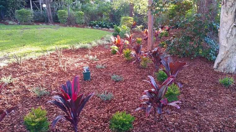Freshly mulched garden bed with established feature plants