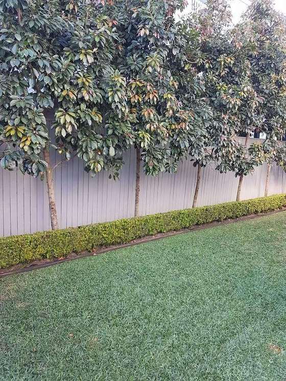 Established trees and a low clipped hedge along a fence line