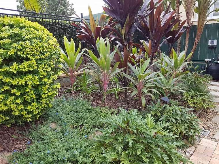 Horticultural Consultation in Brisbane by Adam Fox Gardening