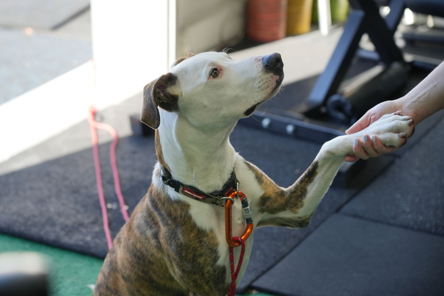 A friendly dog at the gym