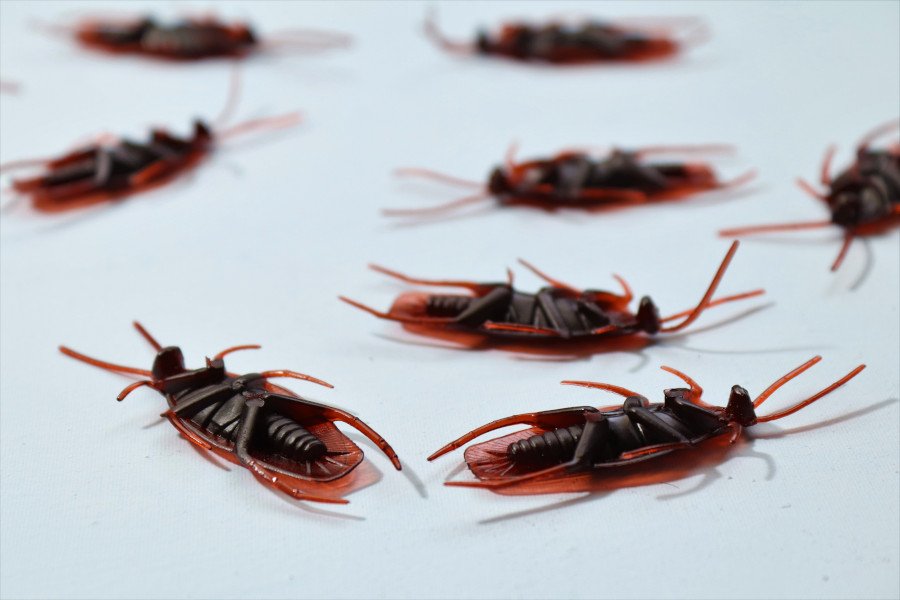 Licensed pest control treatment for a Brisbane property