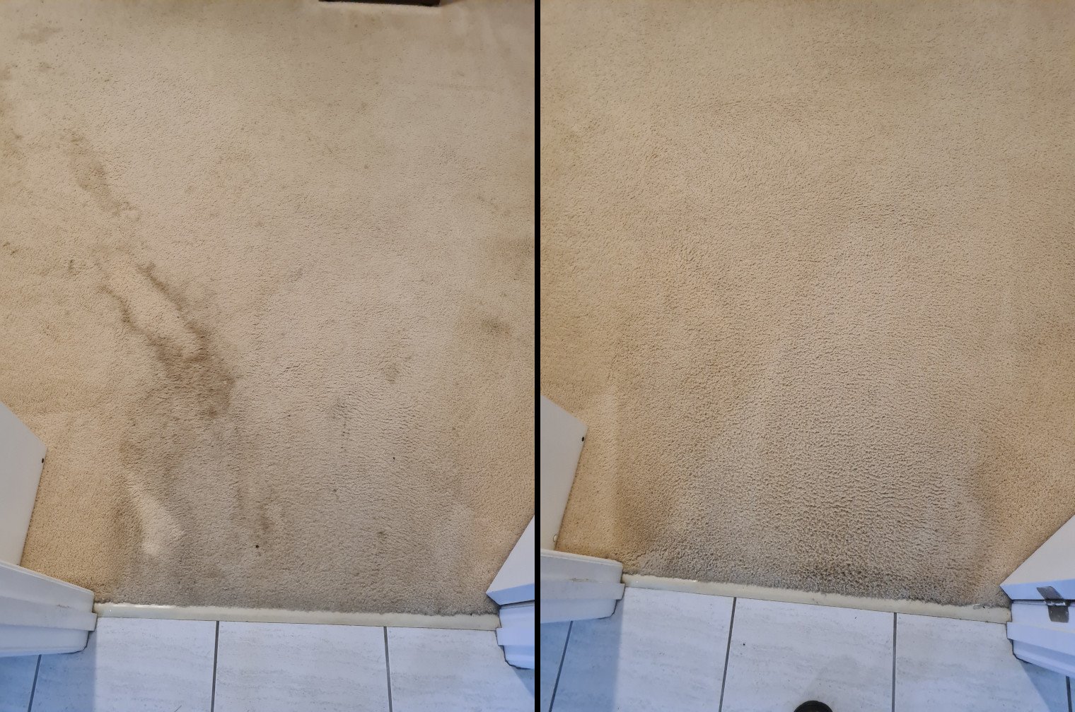 Freshly cleaned carpet in a Brisbane home