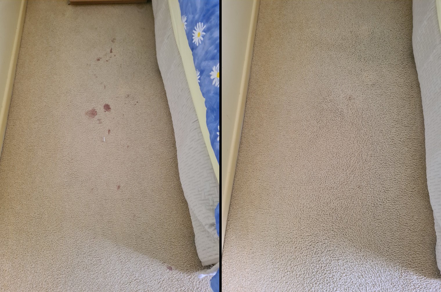 Blood-stain removal at Everton Hills, Brisbane