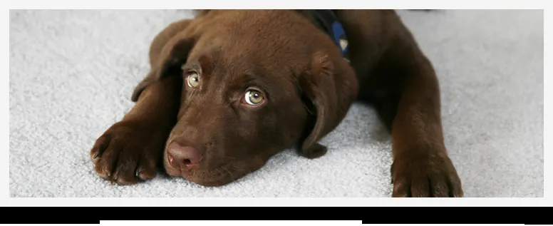 Pet Stain & Odour Removal