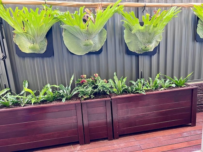 Backyard wall garden with hanging ferns and two timber planter boxes