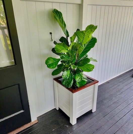 Potted green plant in a white planter on a porch beside a dark door