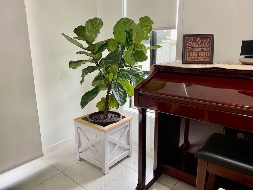 Potted fiddle-leaf fig in a timber planter beside a piano in a bright room
