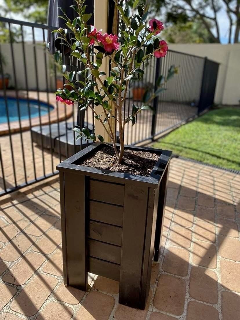 Flowering shrub in a tall timber planter on a patio near a pool