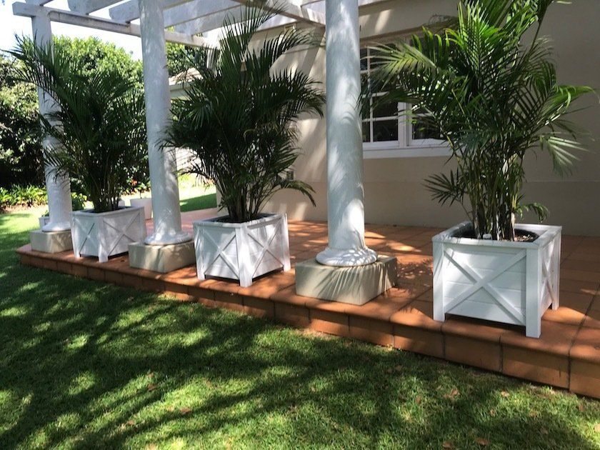 Row of potted palms in an XL Hampton planter beside a building
