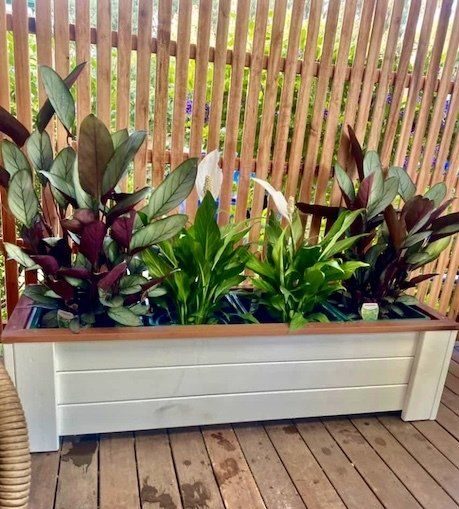 White planter box with green and burgundy plants on a timber deck