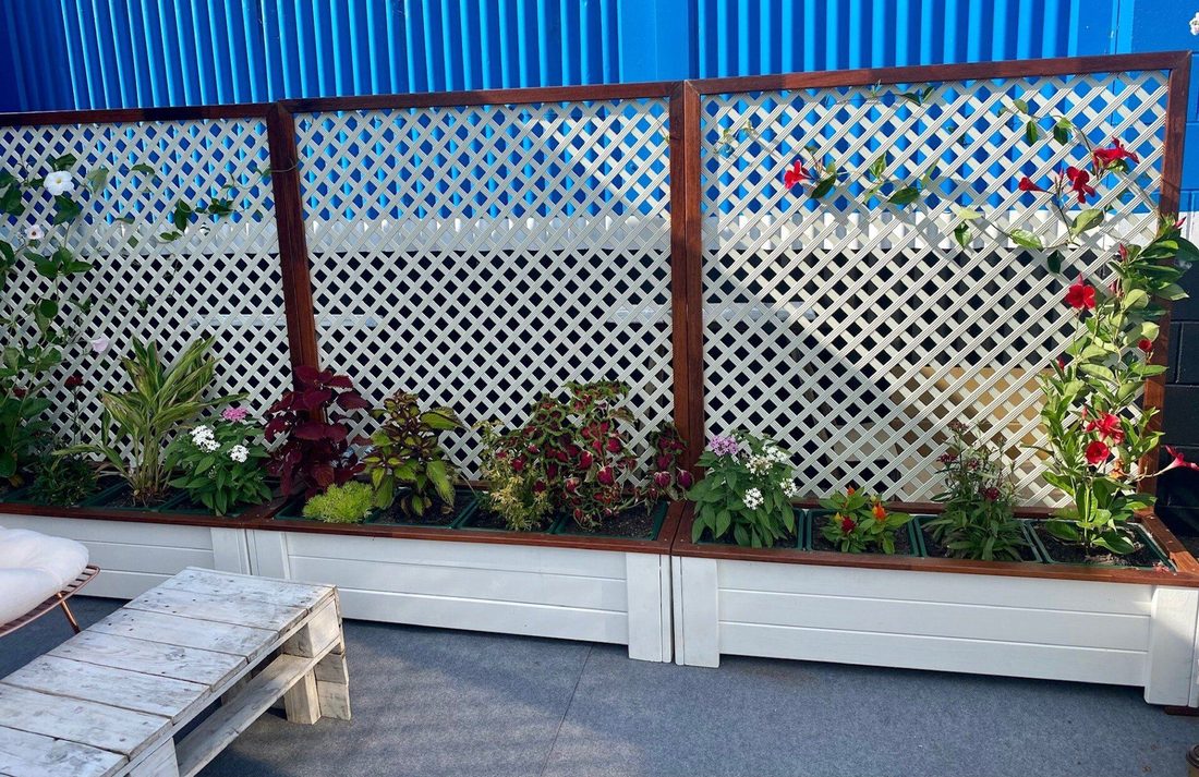 Flowers and shrubs in white planter boxes along a lattice fence