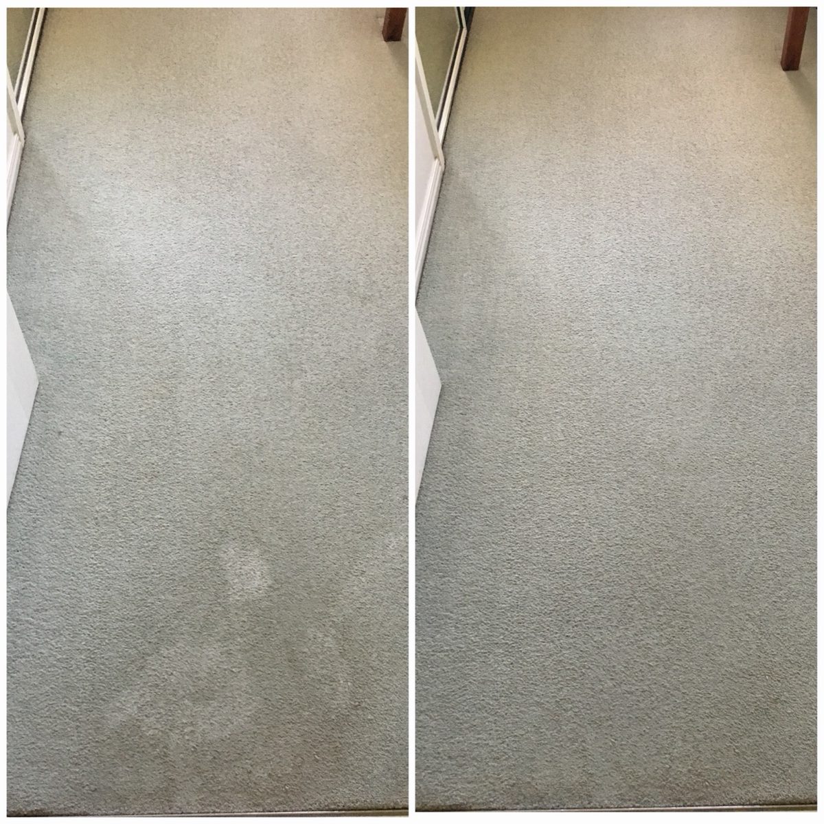 Before and after carpet steam cleaning removing a set-in stain