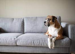 Upholstery Cleaning in Brisbane