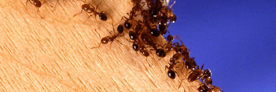 Brisbane North Pest Control technician treating a property