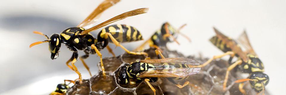 General pest control treatment in a Brisbane North home