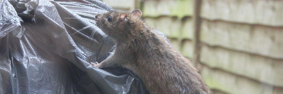 Spider treatment — Brisbane North Pest Control