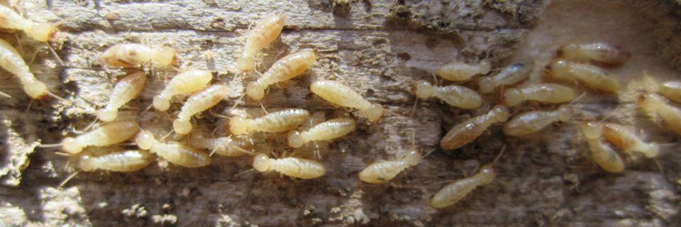 Termite treatment and inspection — Brisbane North Pest Control