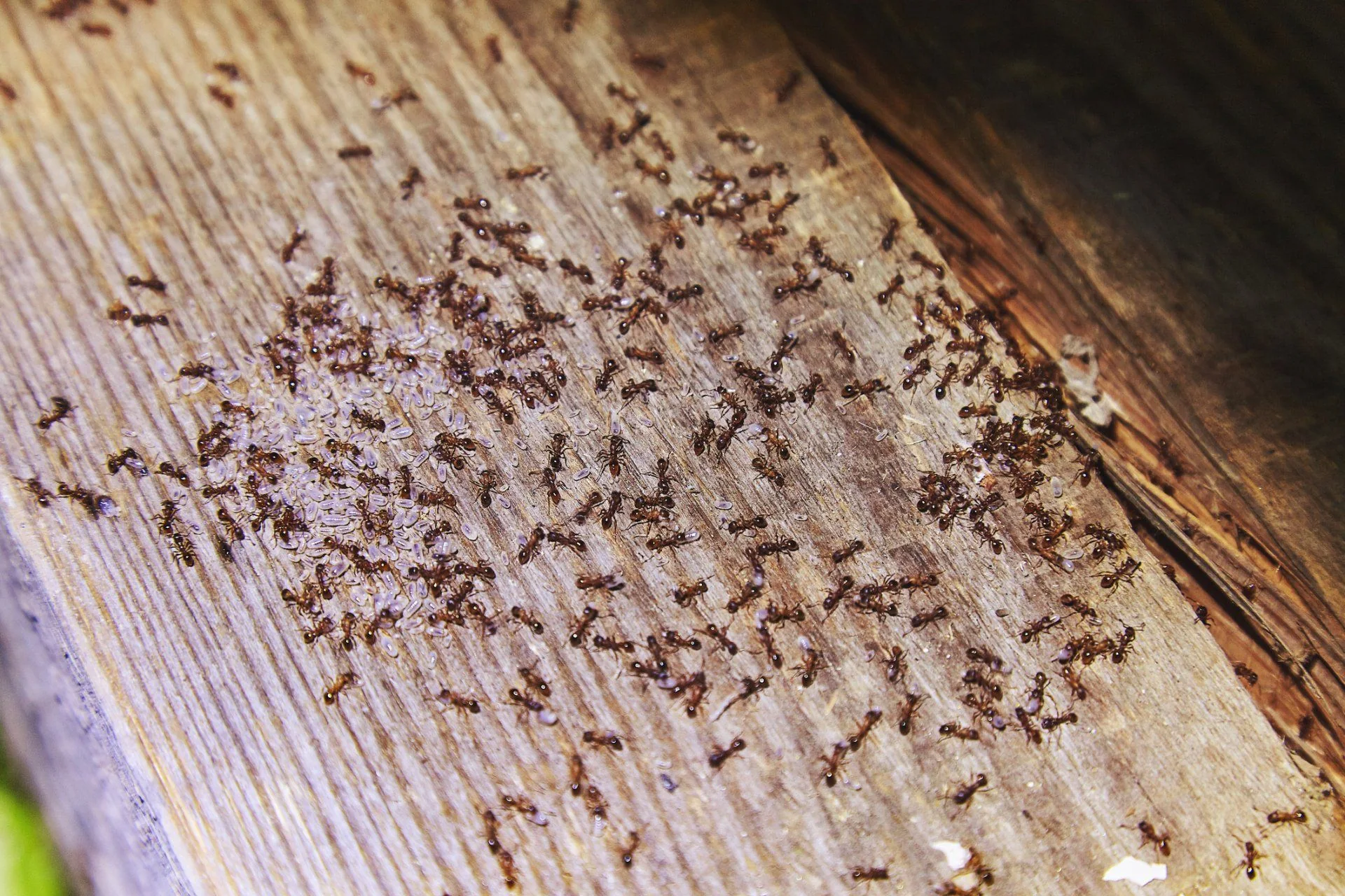 Emergency Pest Control