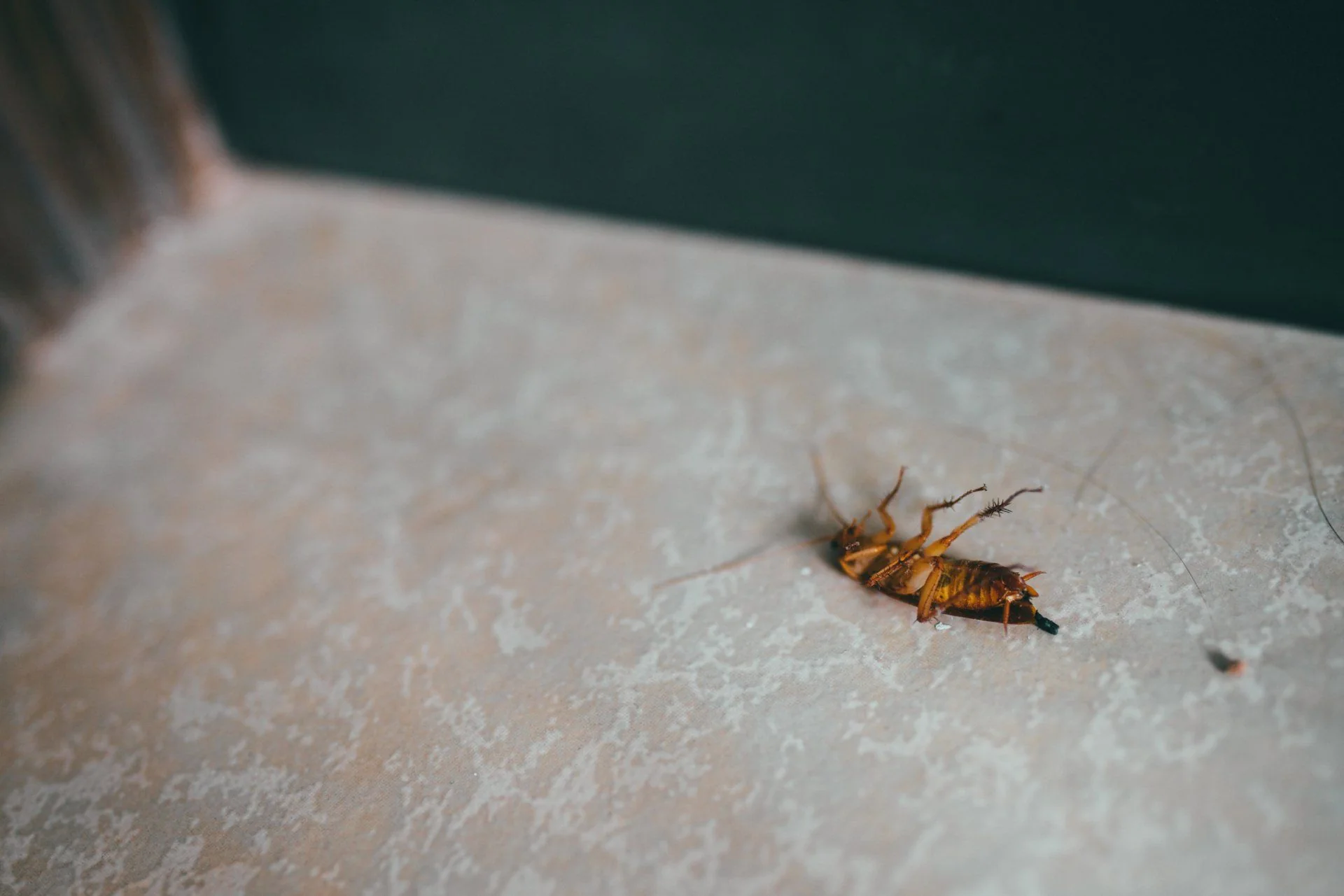 General Pest Control