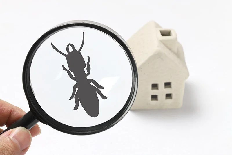 Pest inspection close-up for Bunney's Pest Control