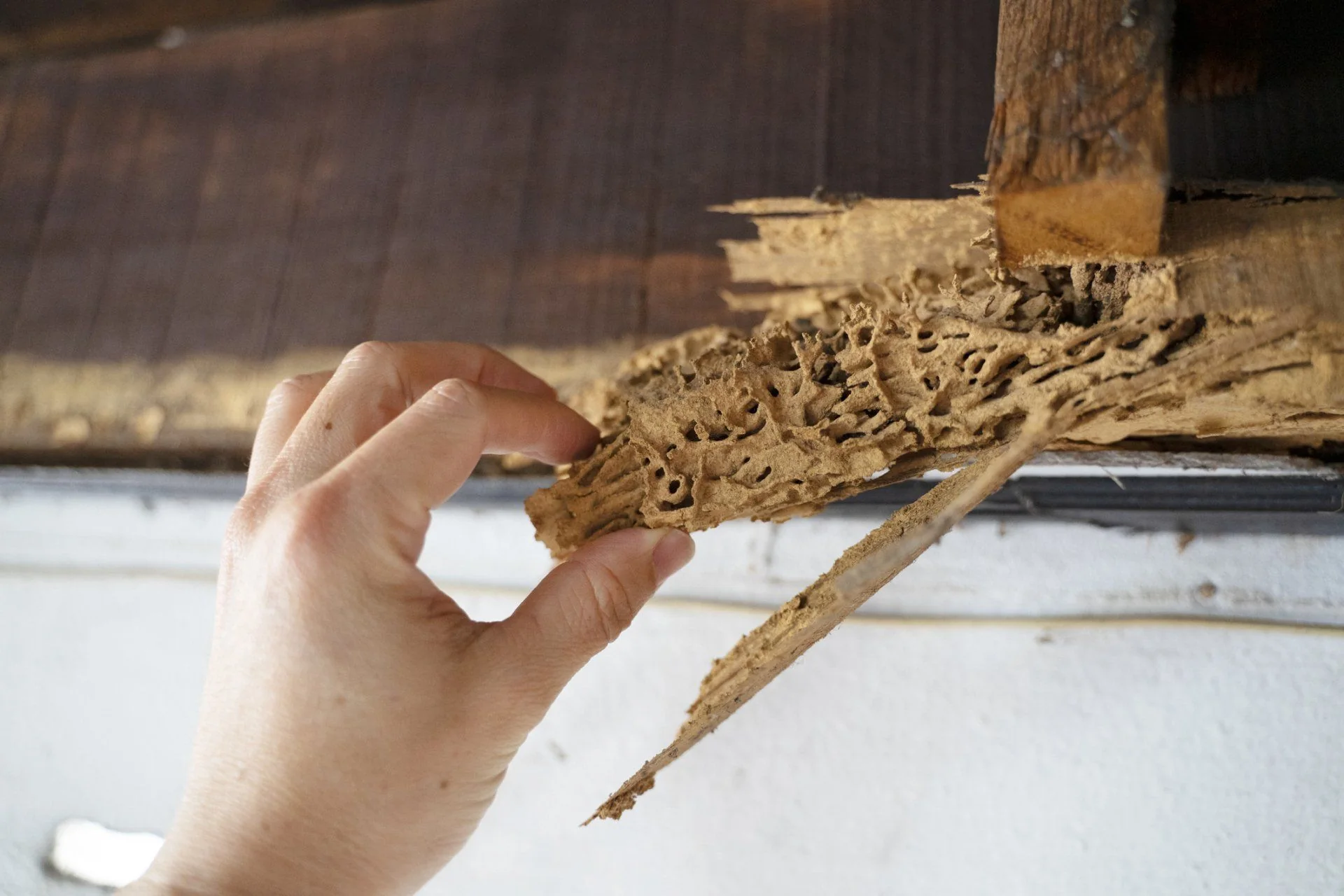 Termite Management