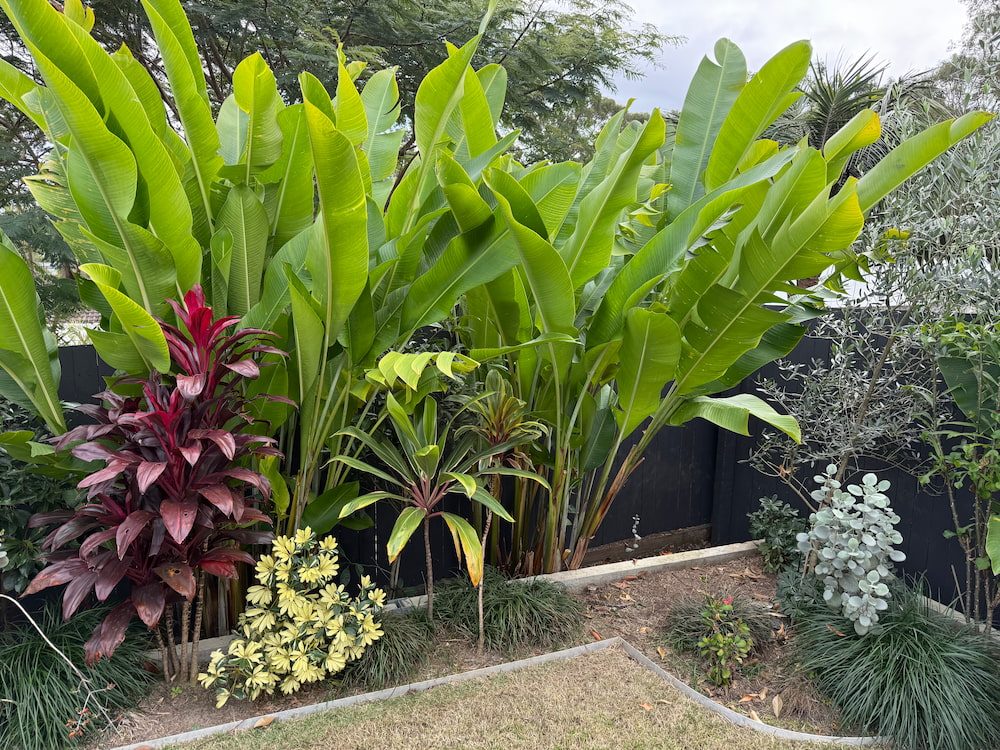 Vibrant tropical garden bed with cordylines and palms