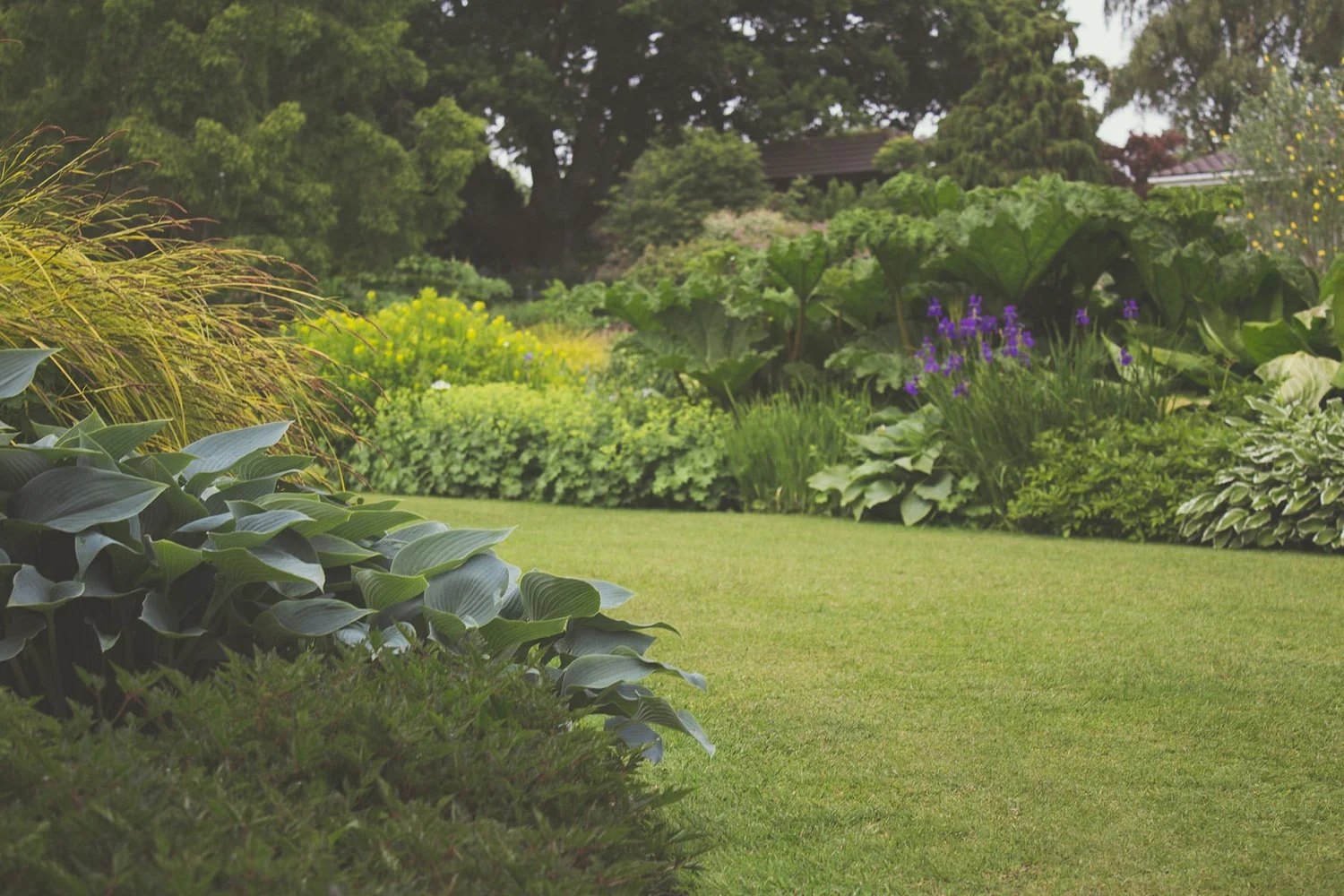 A lush garden lawn and planting similar to the spaces Champ Gardening maintains