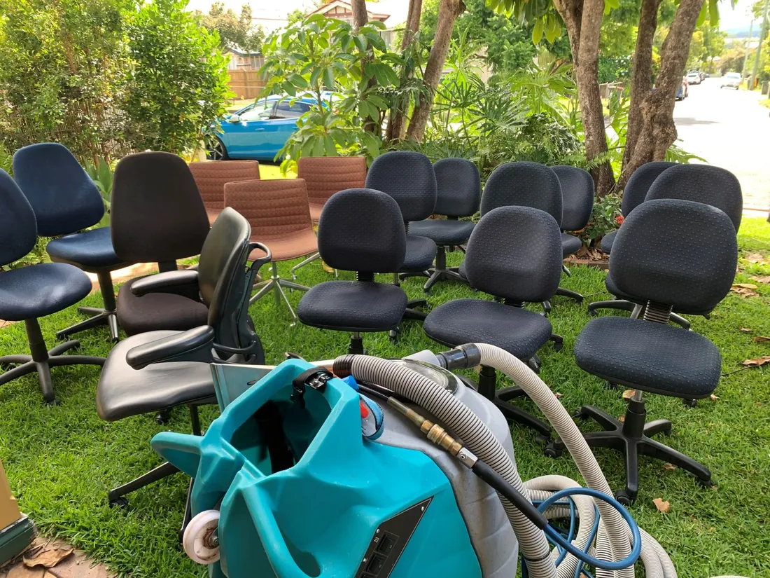 Pest Control result by Clean Carpets Brisbane in Brisbane