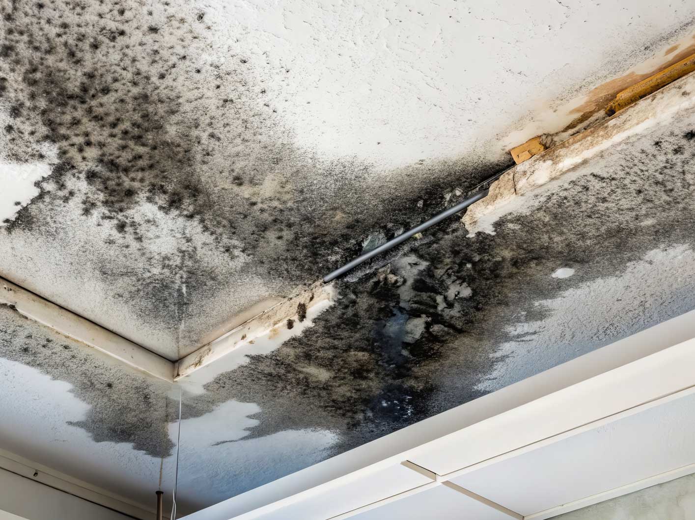 Mould Remediation on the Gold Coast