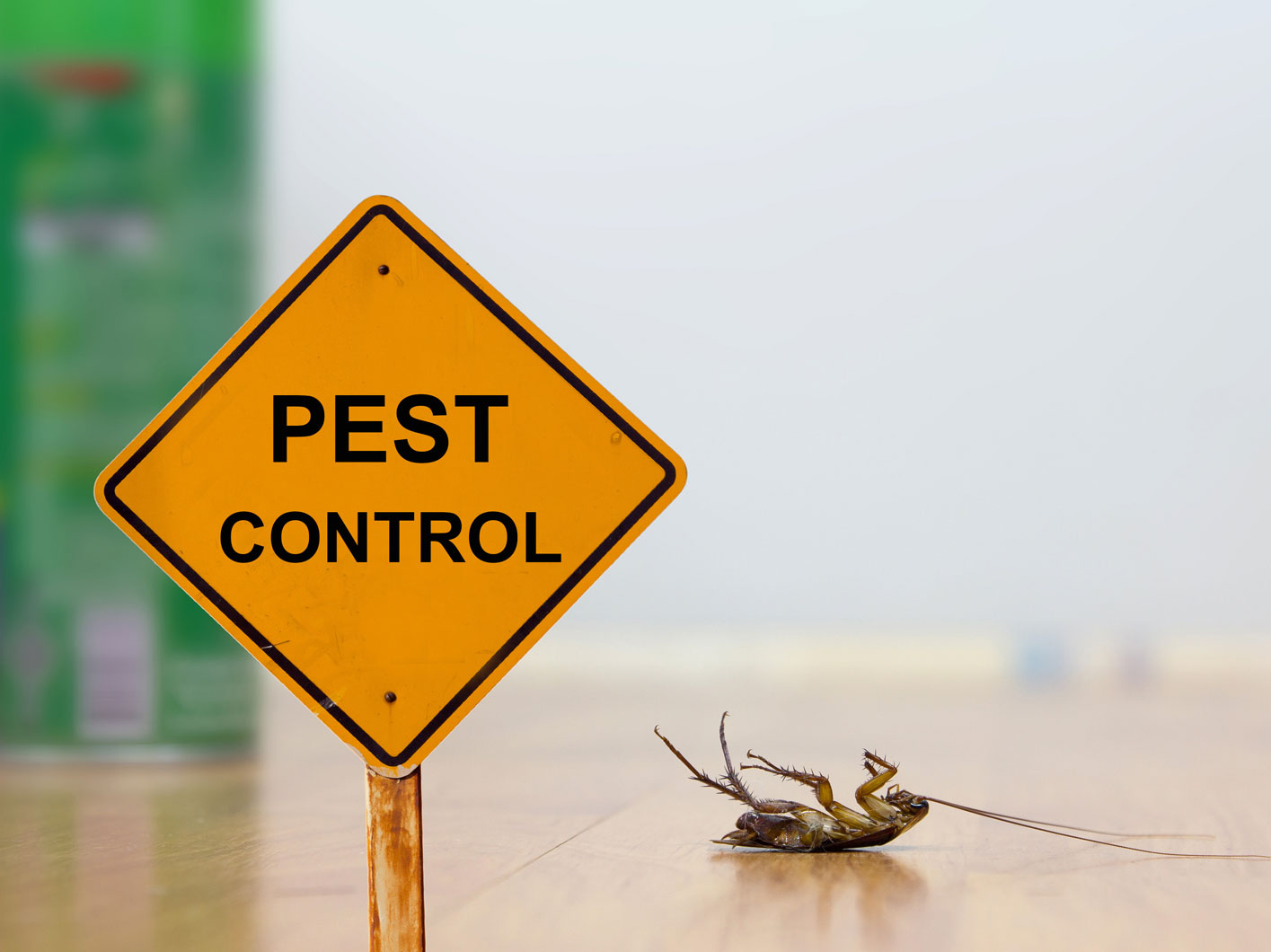 Pest Control on the Gold Coast