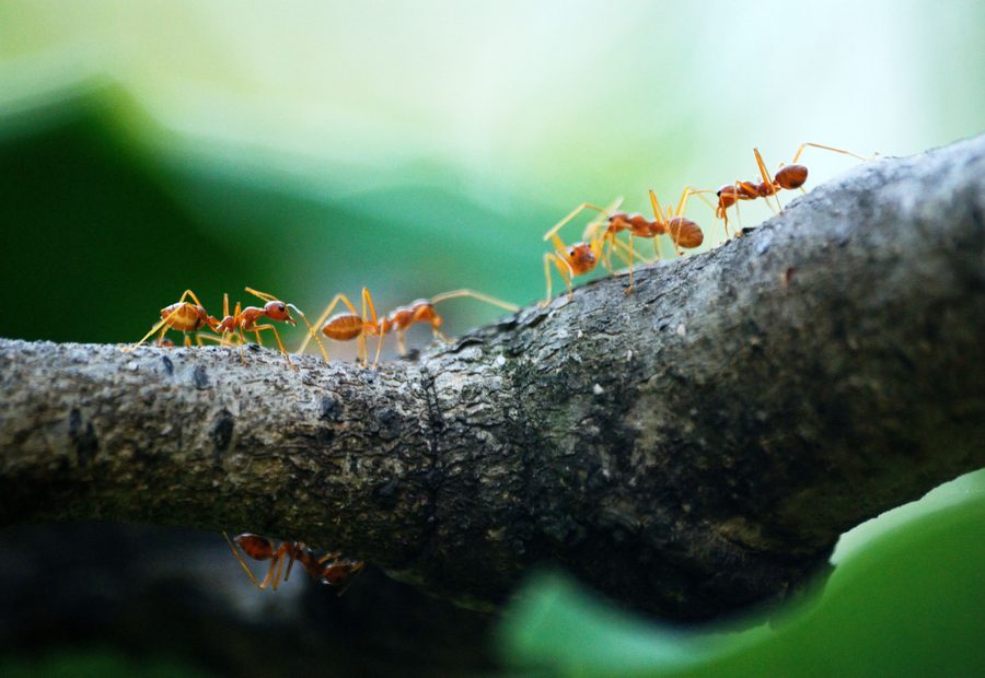 Ant control Brisbane
