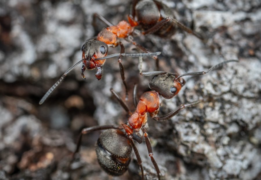 Fire Ant Treatments by Combat Pest Solutions Brisbane