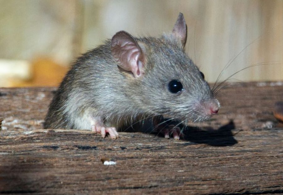Rodent control Brisbane