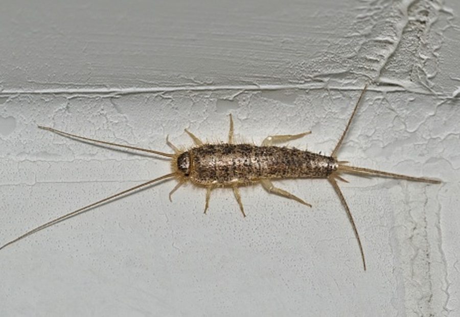 Silverfish prevention
