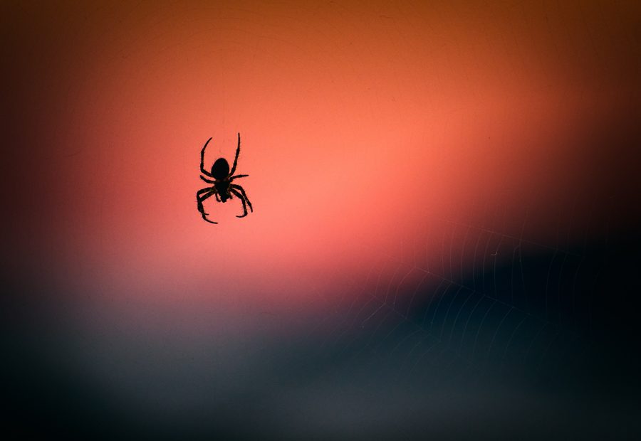 Spider control Brisbane
