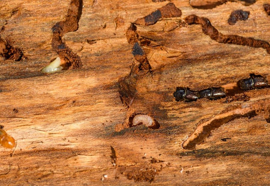 Termite Solutions by Combat Pest Solutions Brisbane