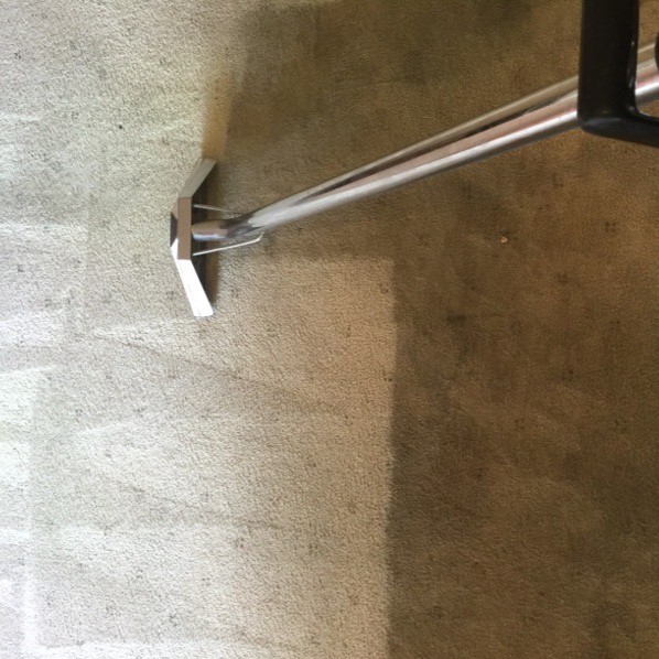 Flea Treatment Gold Coast