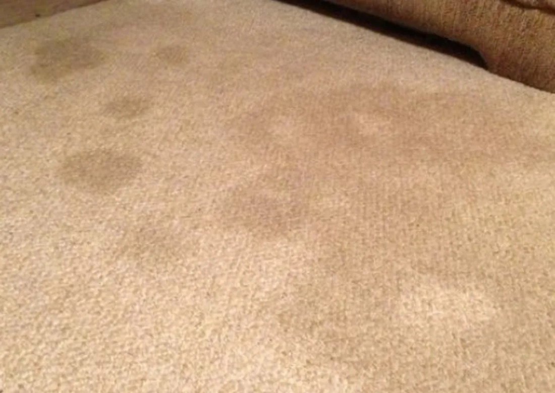 Carpet Cleaning Gold Coast service image from CPH Services source site