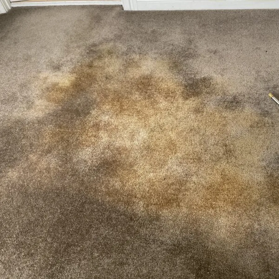 Carpet stain treatment