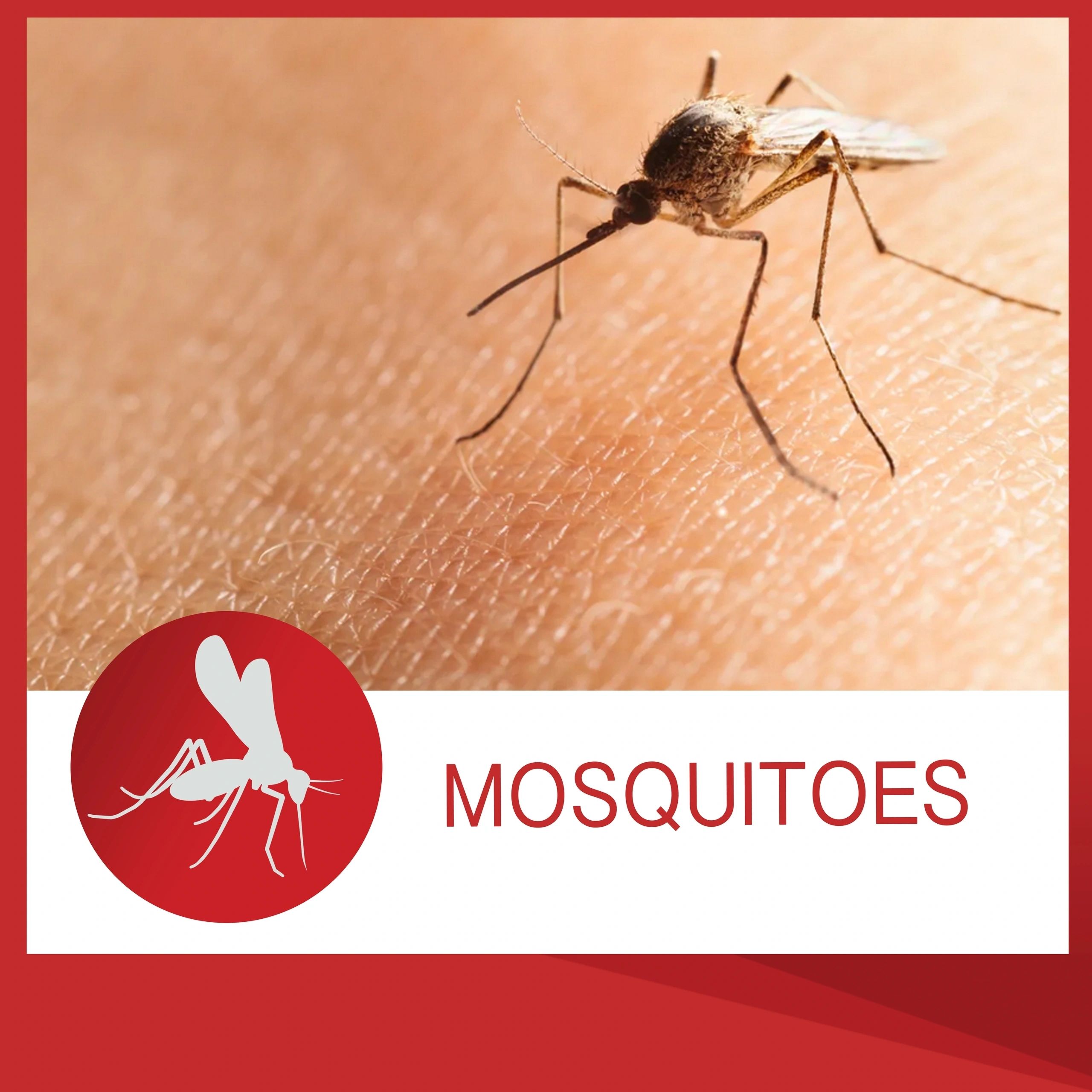 Mosquito Treatment — db Pest Management Brisbane