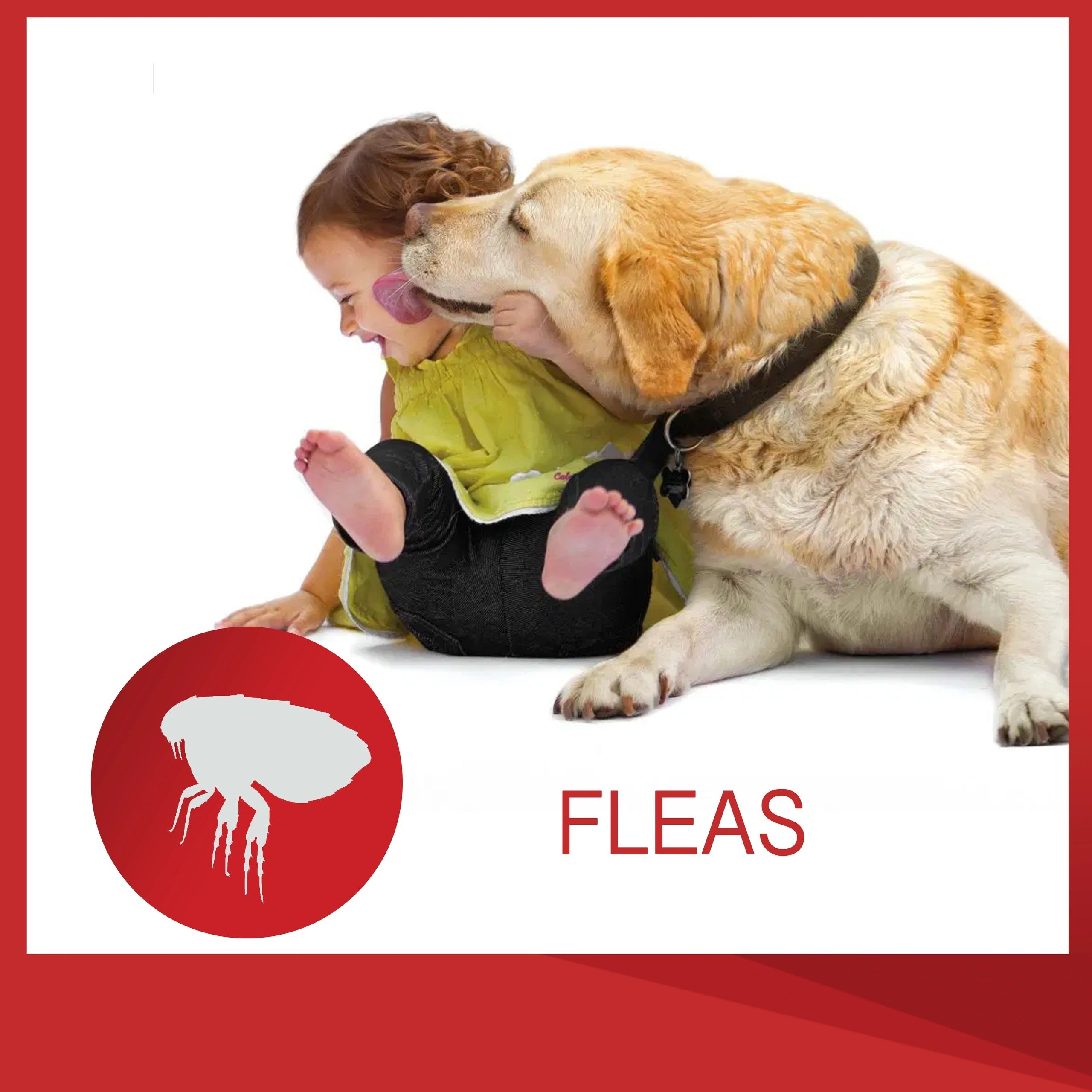 Fleas — db Pest Management