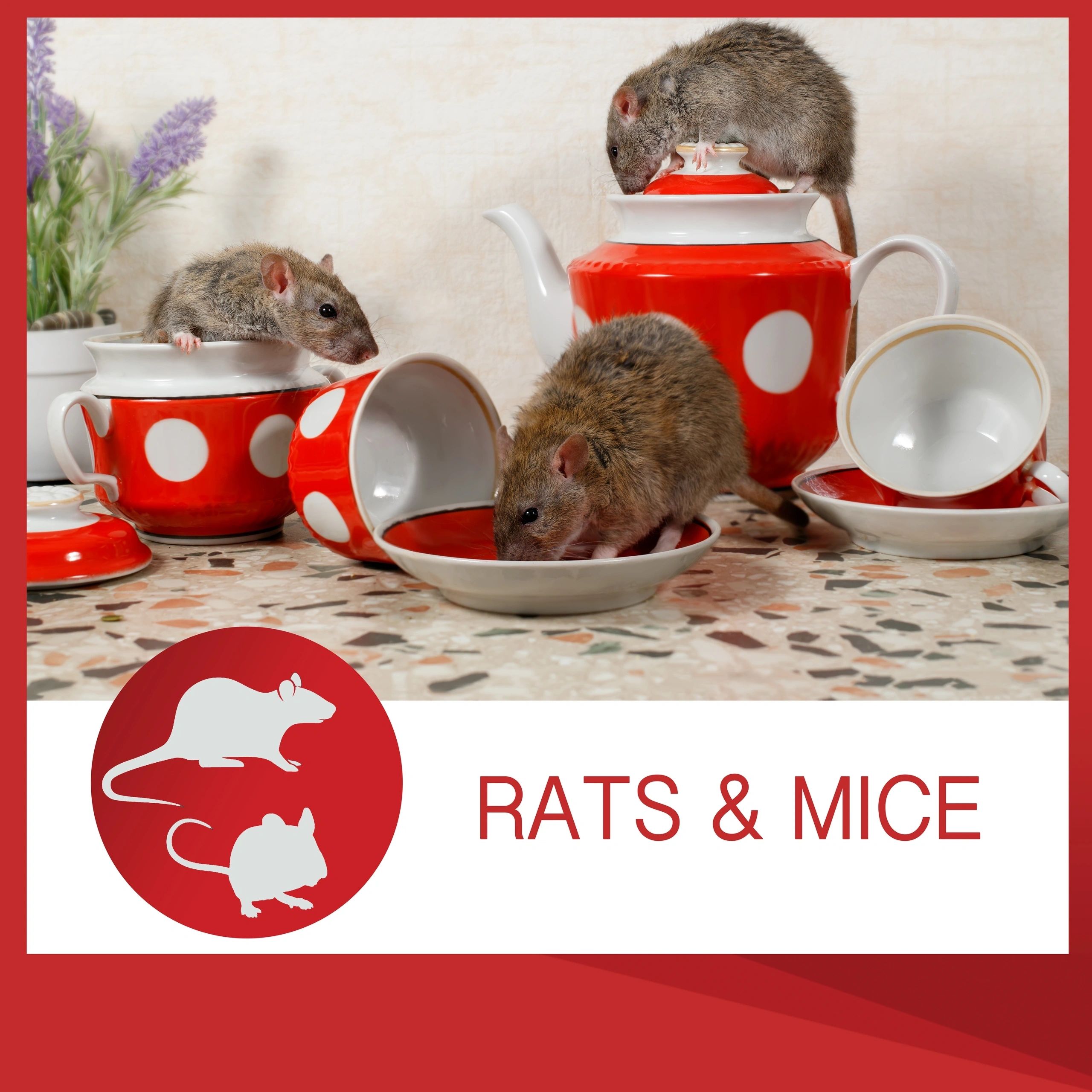 Rats and Mice — db Pest Management Brisbane