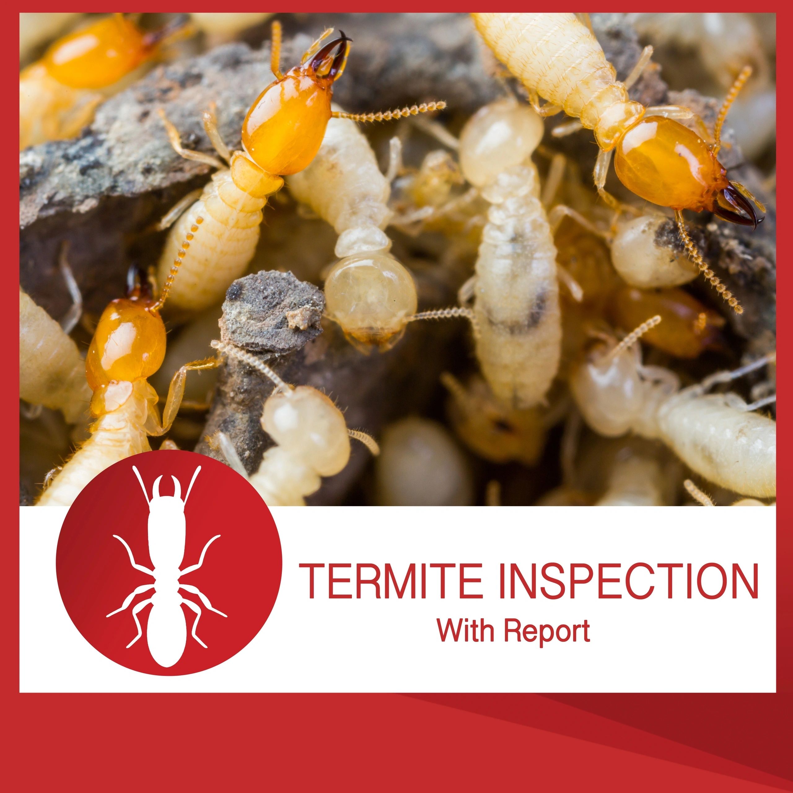 Termite Inspection — db Pest Management Brisbane