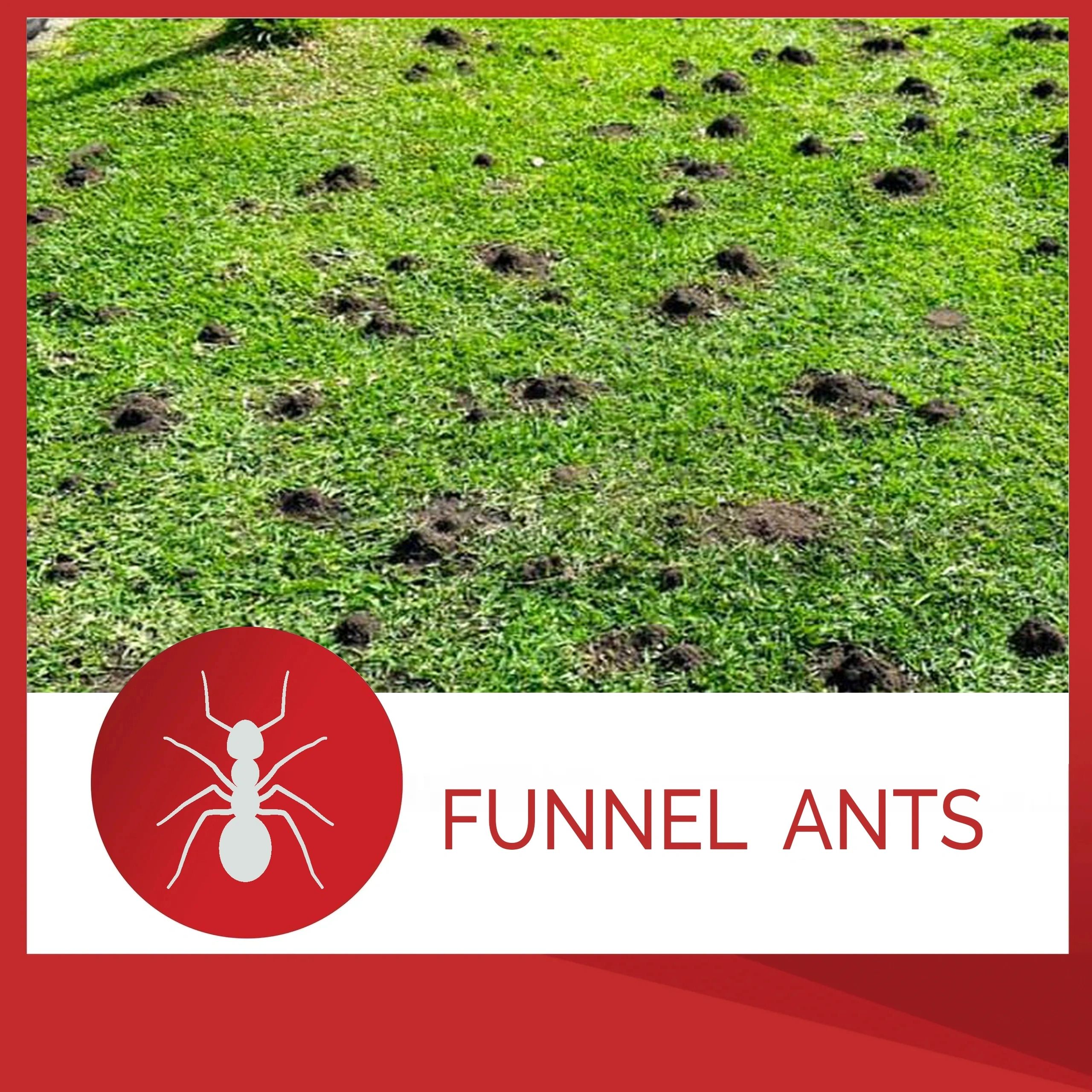 Funnel Ant Treatment — db Pest Management Brisbane