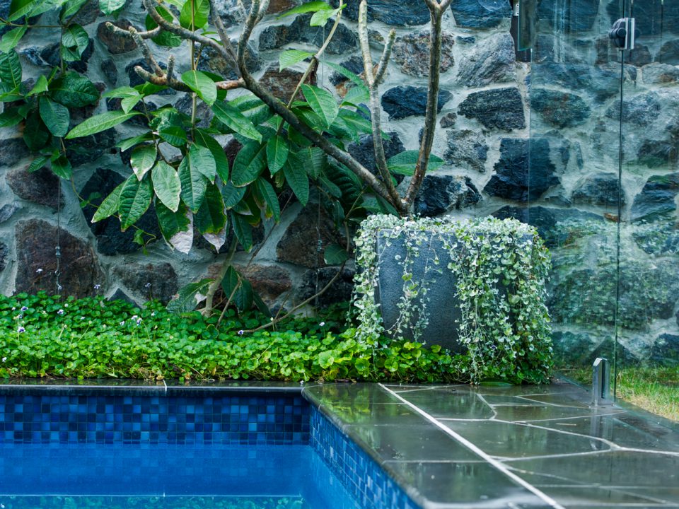 Tropical Garden