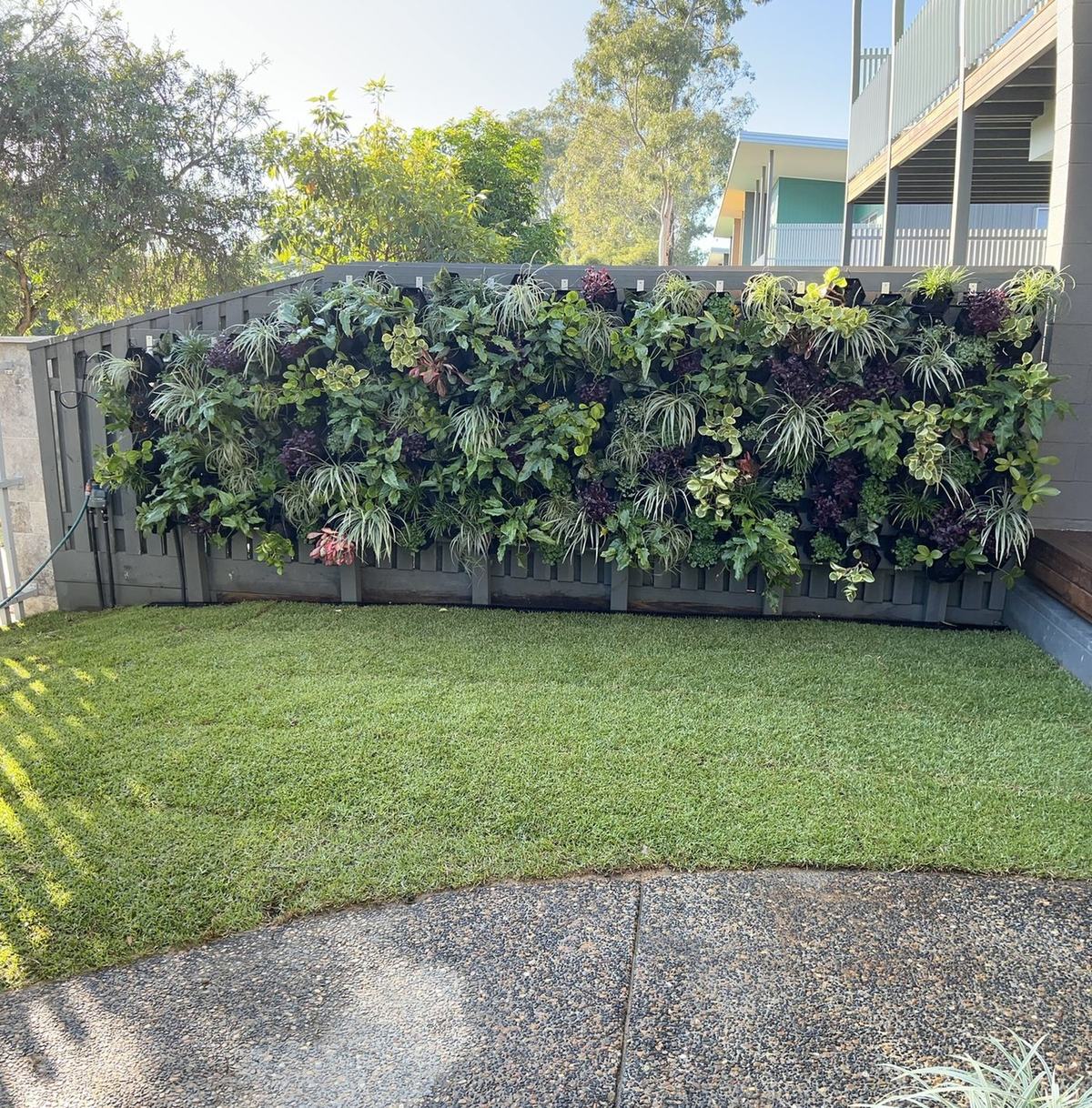 Turf lawn with green wall feature by Desire Landscapes