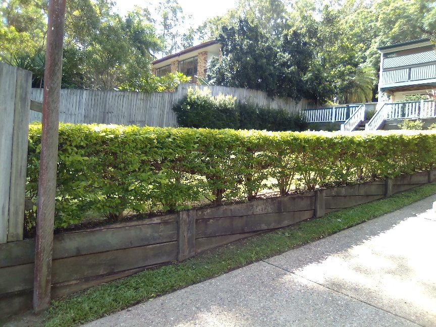 Neatly trimmed hedge by Dexter's Lawn Mowing